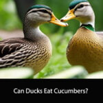 Can Ducks Eat Cucumbers