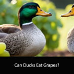 Can Ducks Eat Grapes