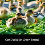 Can Ducks Eat Green Beans