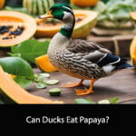 Can Ducks Eat Papaya