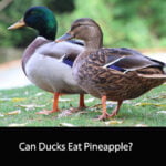 Can Ducks Eat Pineapple