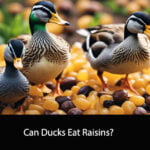 Can Ducks Eat Raisins