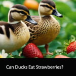 Can Ducks Eat Strawberries