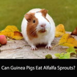 Can Guinea Pigs Eat Alfalfa Sprouts