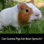 Can Guinea Pigs Eat Bean Sprouts