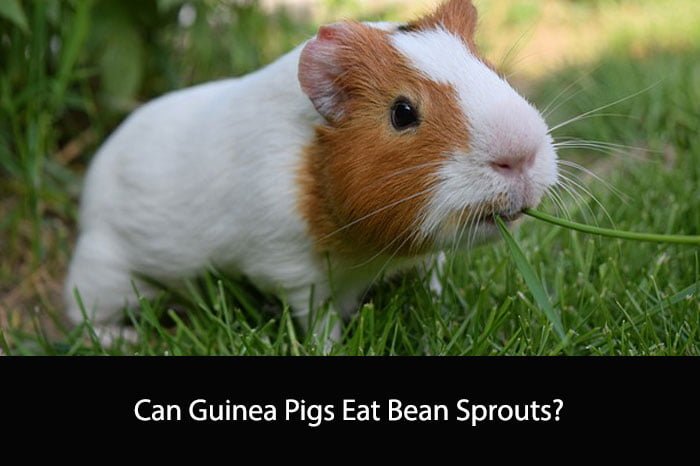 Can Guinea Pigs Eat Bean Sprouts?