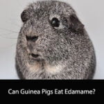 Can Guinea Pigs Eat Edamame