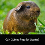 Can Guinea Pigs Eat Jicama