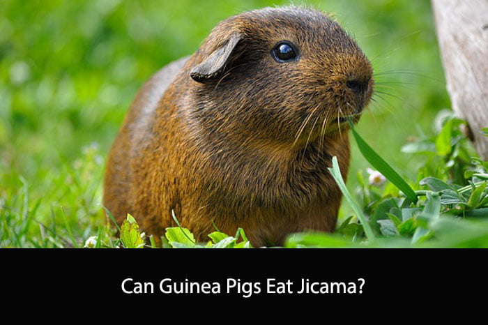 Can Guinea Pigs Eat Jicama