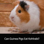 Can Guinea Pigs Eat Kohlrabi