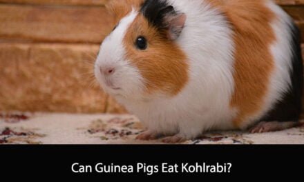 Can Guinea Pigs Eat Kohlrabi?