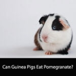 Can Guinea Pigs Eat Pomegranate