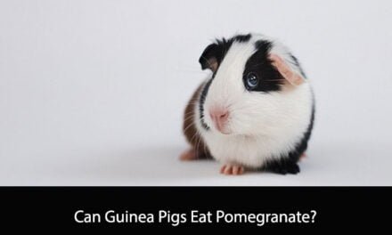 Can Guinea Pigs Eat Pomegranate?