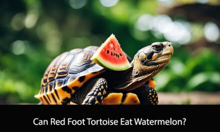 Can Red Foot Tortoise Eat Watermelon?