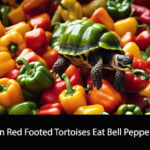 Can Red Footed Tortoises Eat Bell Peppers