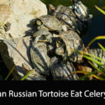Can Russian Tortoise Eat Celery