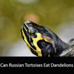 Can Russian Tortoises Eat Dandelions