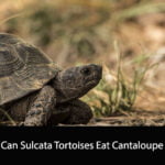 Can Sulcata Tortoises Eat Cantaloupe