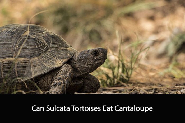 Can Sulcata Tortoises Eat Cantaloupe