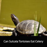 Can Sulcata Tortoises Eat Celery