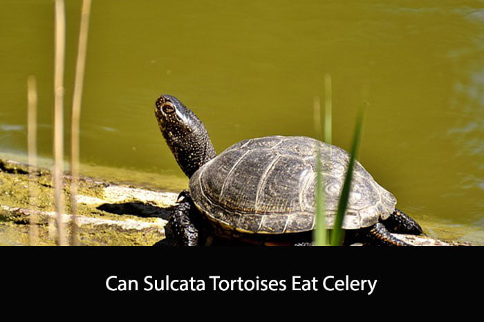 Can Sulcata Tortoises Eat Celery