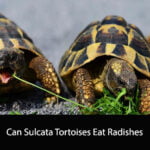 Can Sulcata Tortoises Eat Radishes