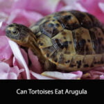 Can Tortoises Eat Arugula