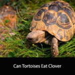Can Tortoises Eat Clover