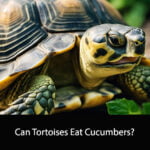Can Tortoises Eat Cucumbers