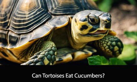 Can Tortoises Eat Cucumbers?