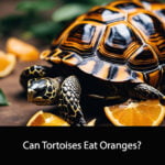 Can Tortoises Eat Oranges