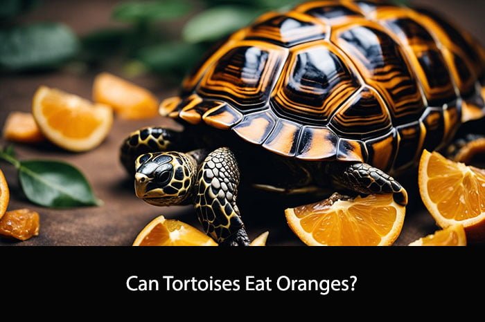 Can Tortoises Eat Oranges?