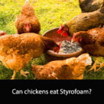 Can chickens eat Styrofoam