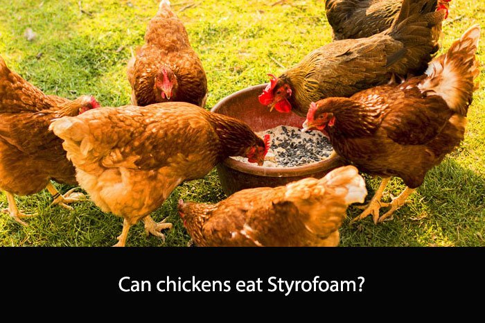 Can chickens eat Styrofoam