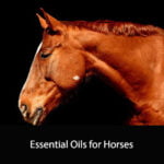 Essential Oils for Horses