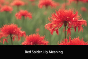 Red Spider Lily Meaning