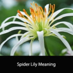 Spider Lily Meaning