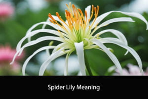 Spider Lily Meaning