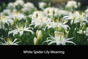 White Spider Lily Meaning