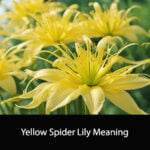 Yellow Spider Lily Meaning