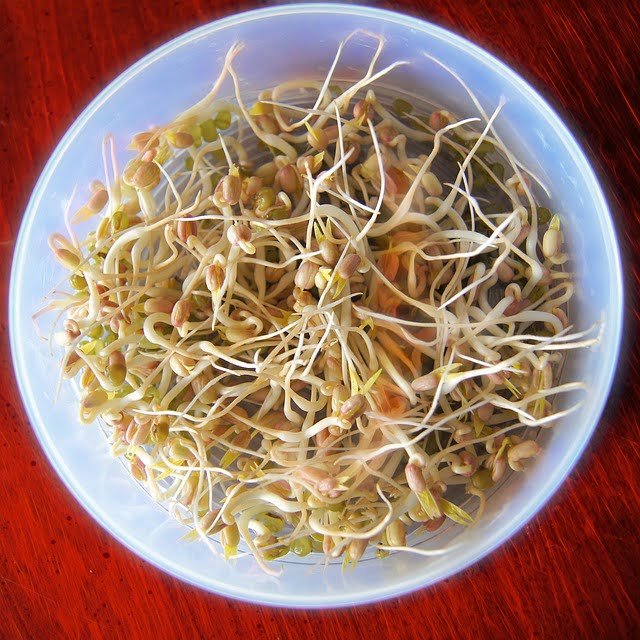 Can Guinea Pigs Eat Bean Sprouts