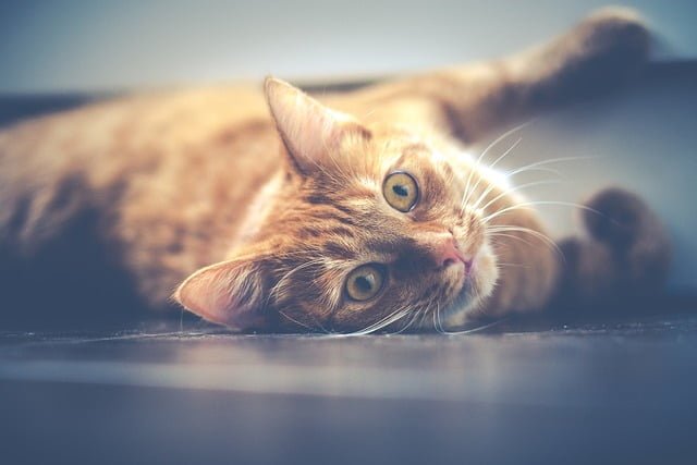 Can Cats Eat Chicharon