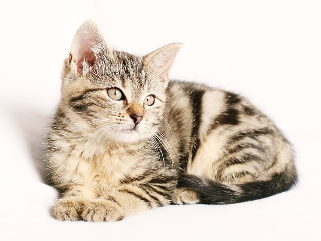 Can Cats Eat Almond Butter