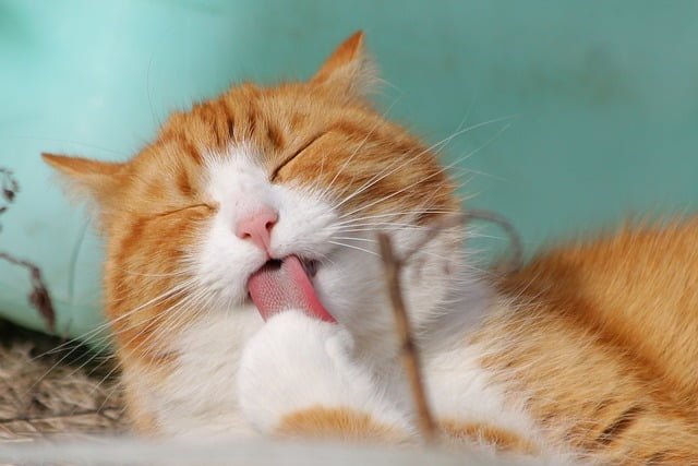 Can Cats Eat Alfredo Sauce