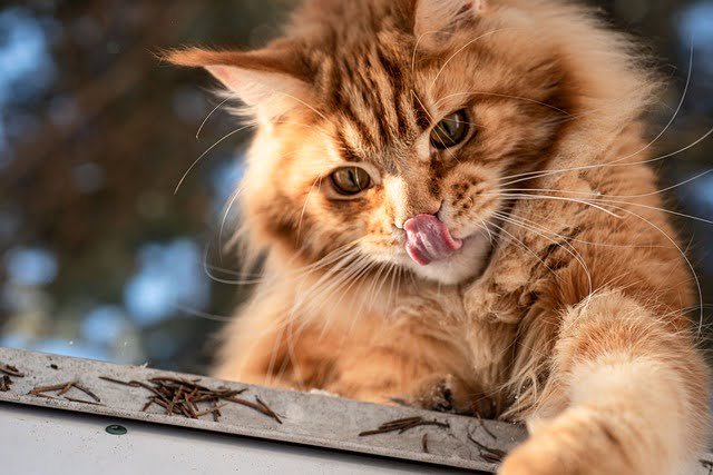 Can Cats Eat Mochi