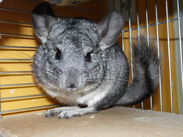 Can Chinchillas Eat Cucumbers