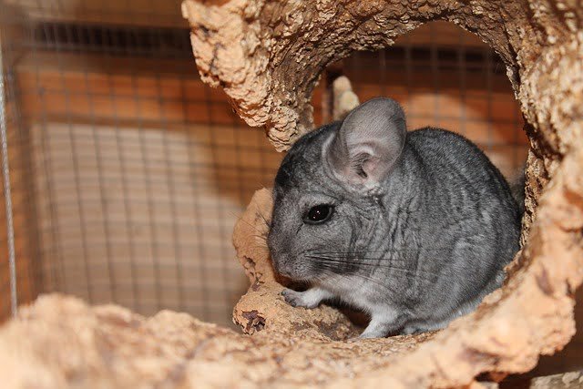 Can Chinchillas Eat Strawberries