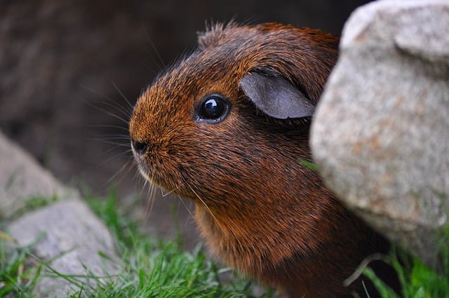 Can Guinea Pigs Eat Kohlrabi