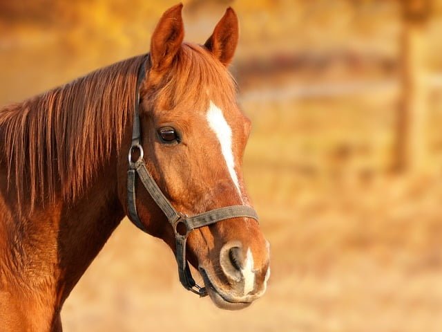 Essential Oils for Horses