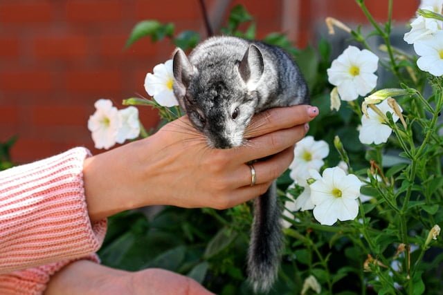 Can Chinchillas Eat Bell Peppers